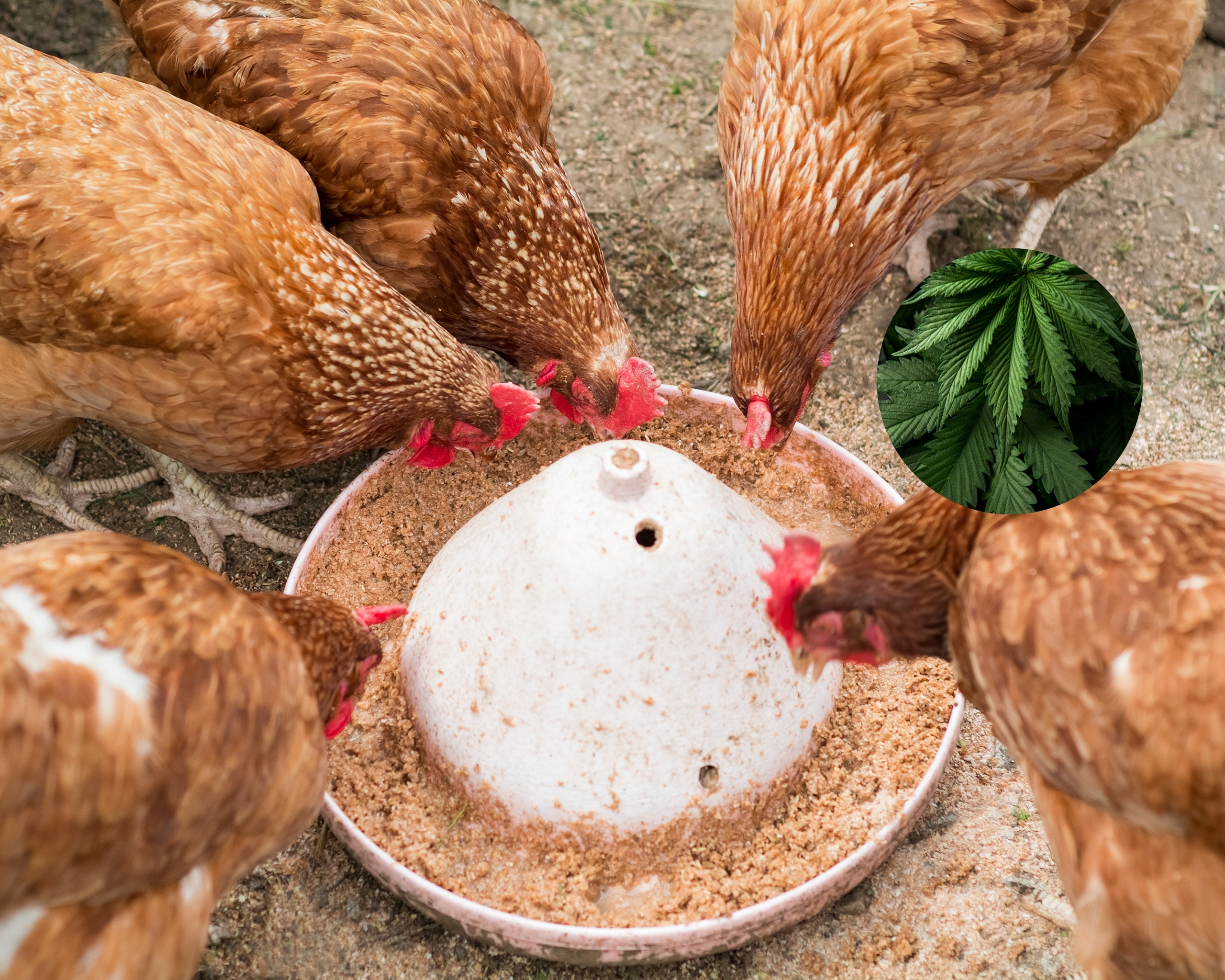 A top-down view of five brown chickens gathered around a white circular feeder on the ground, eating grain. In the upper right corner, there is a circular inset image showing vibrant green cannabis leaves.